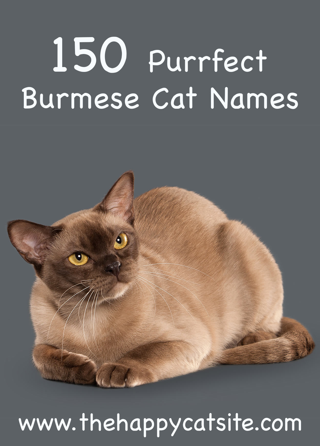  Burmese Cat  Names 150 Purrfect Ideas 