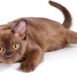 burmese cat names