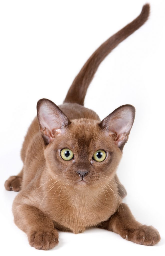 Burmese cat names