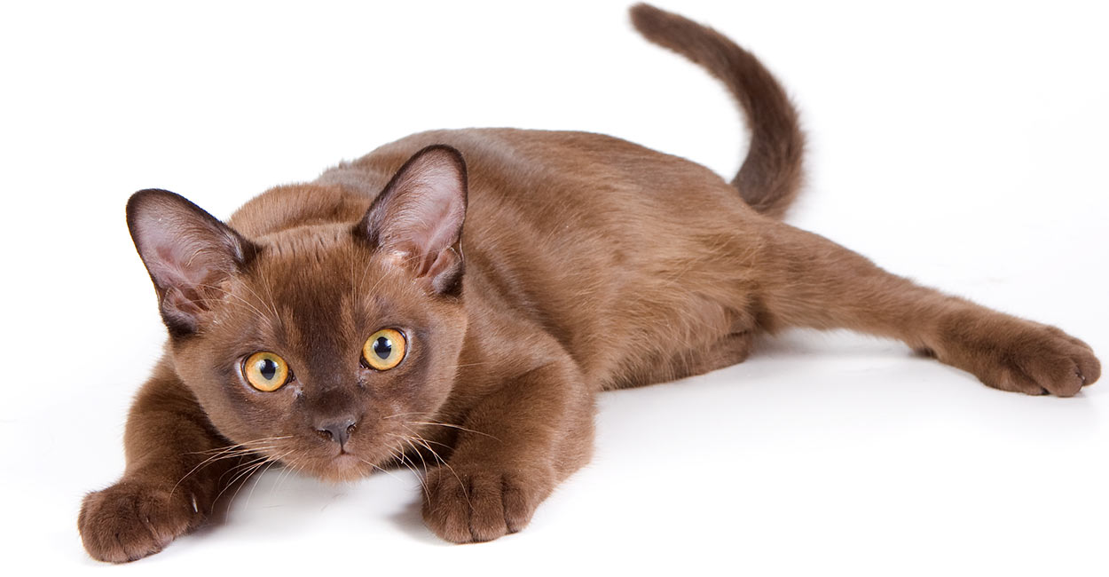 burmese cat names اكتشف أهم 5 حقائق عن القط البورمي 1 اكتشف أهم 5 حقائق عن القط البورمي