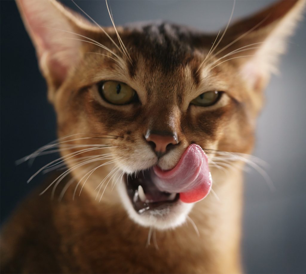 Can Cats Eats Cashews?