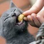 100 Great Names For Grey Cats From The Happy Cat Site