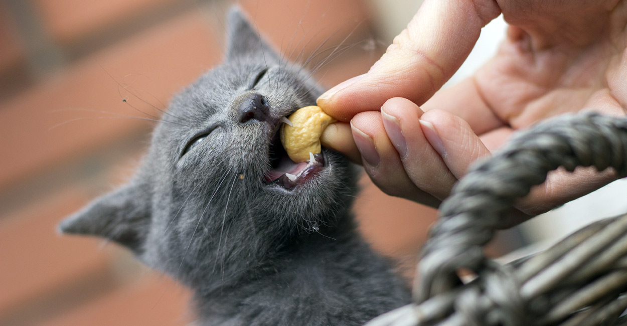 Can Cats Eat Cashews? 