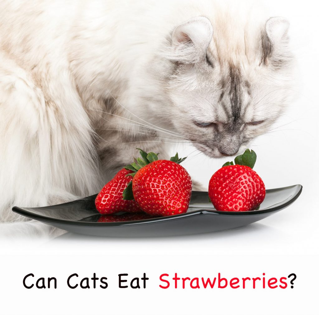 Can Cats Eat Strawberries Or Are Strawberries Bad For Cats?
