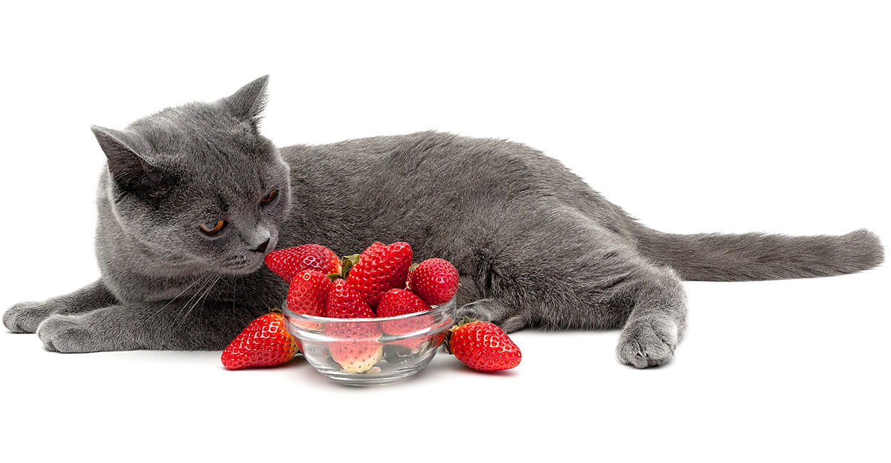 grey cat with strawberries