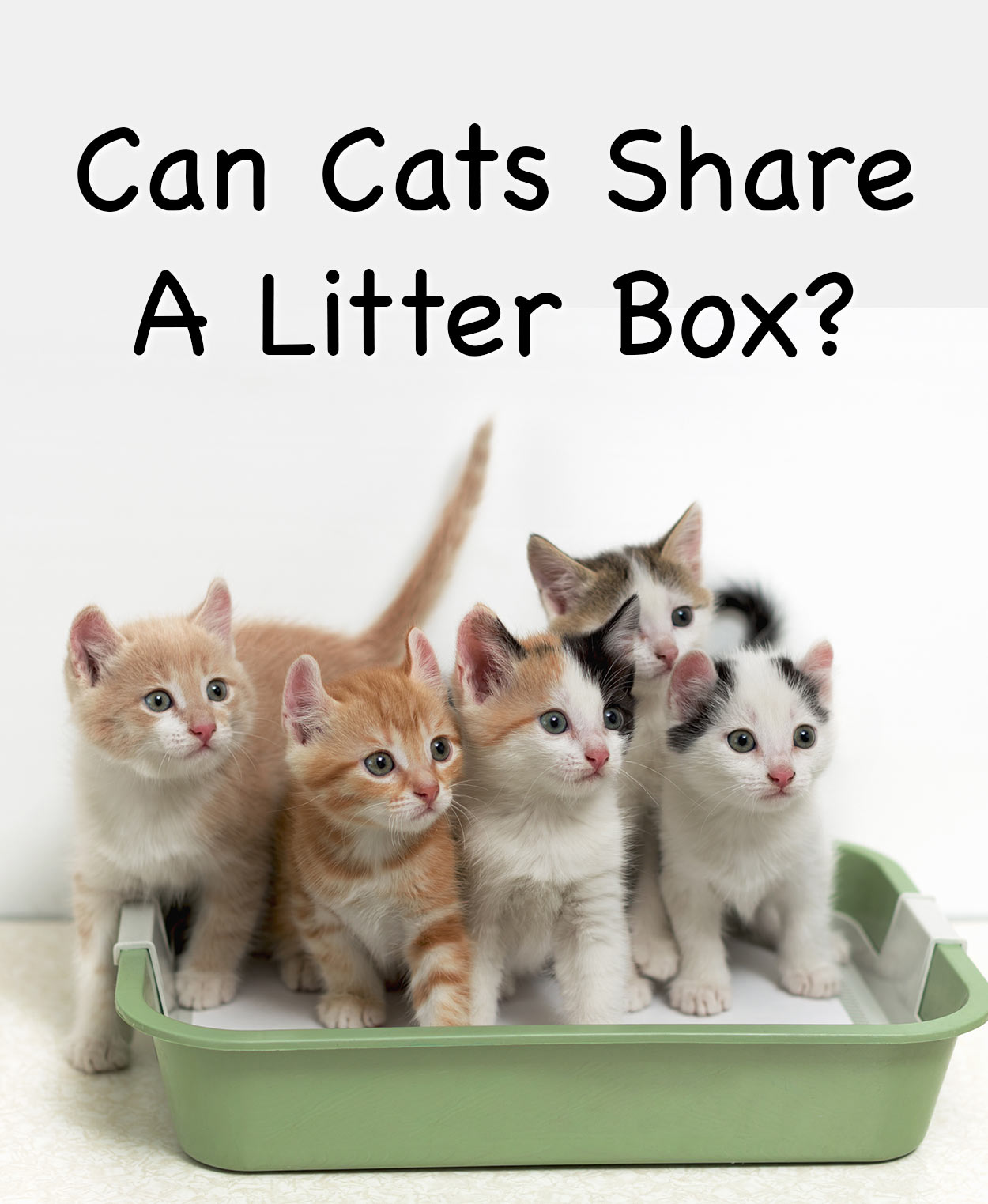 can cats share a litter box