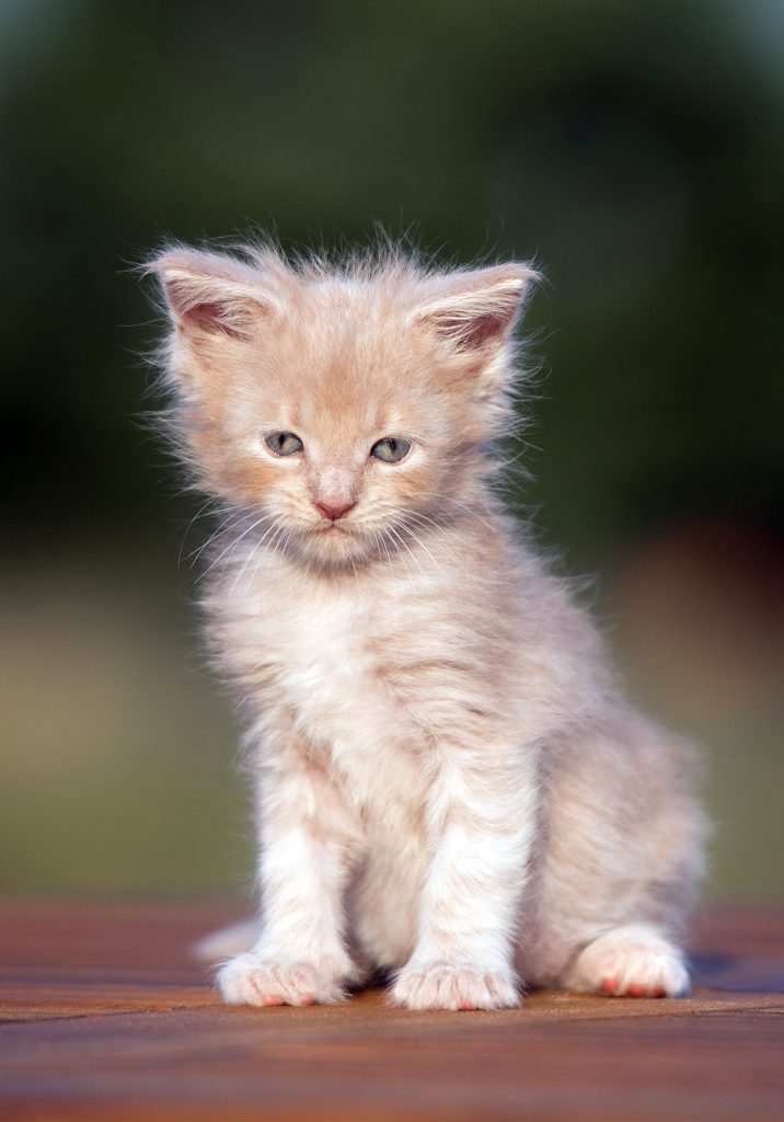 Cat Dry Skin Causes And Cures For Cat Skin Problems and Allergies