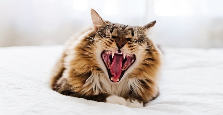 cat teeth problems