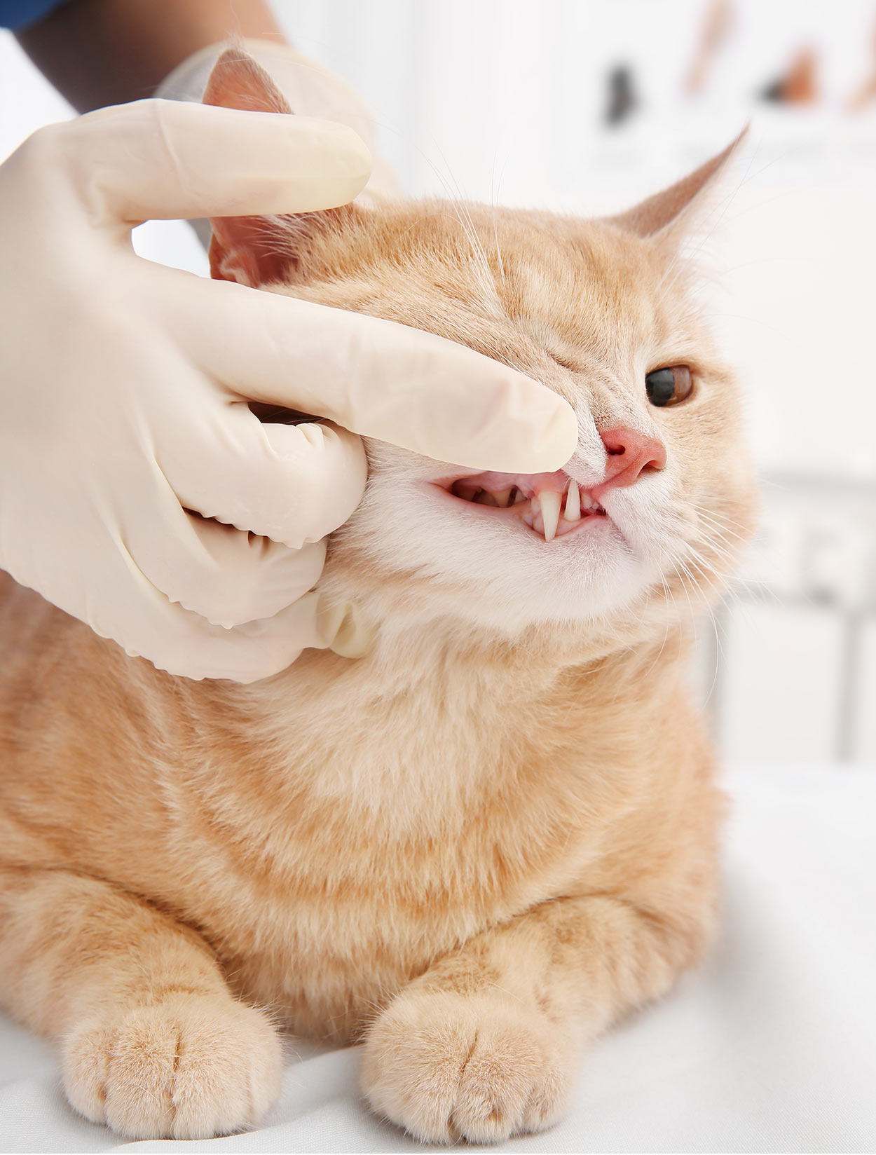 Cat Teeth Problems Cat Teeth Problems