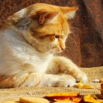 cat treat recipes