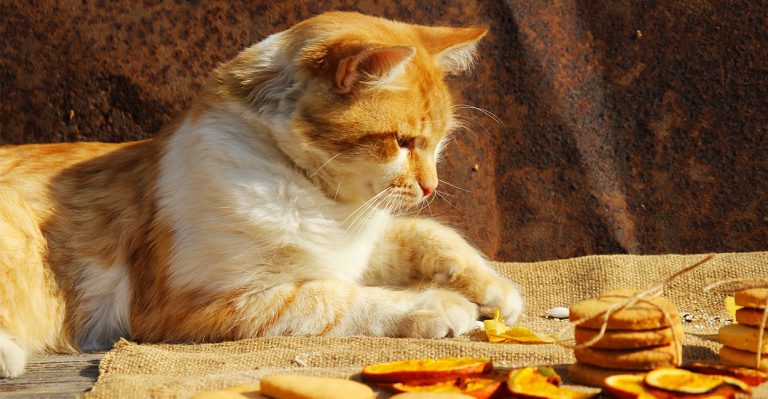 cat treat recipes