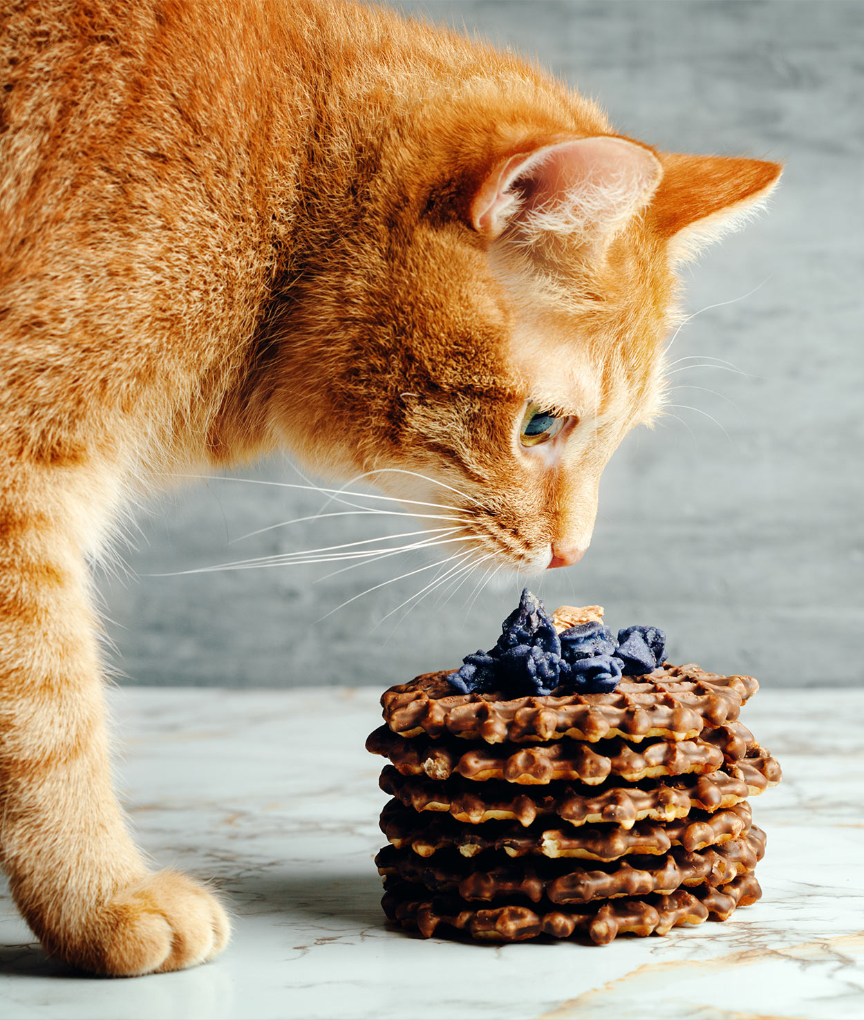  Cat  Treat  Recipes Healthy Homemade Snacks for Your Cat 