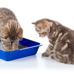 can cats share a litter box