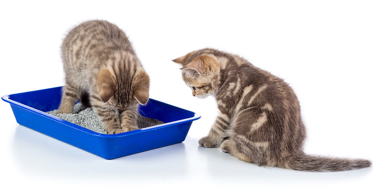 can multiple cats share litter box