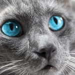 cats with blue eyes