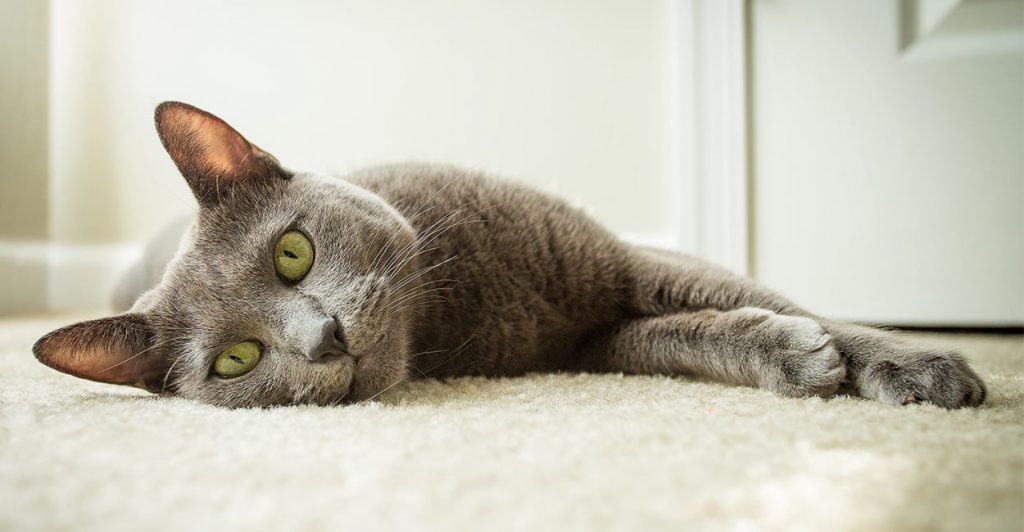 Clavamox for Cats A Guide To Uses, Dosage and Side Effects