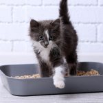 flushable cat litter