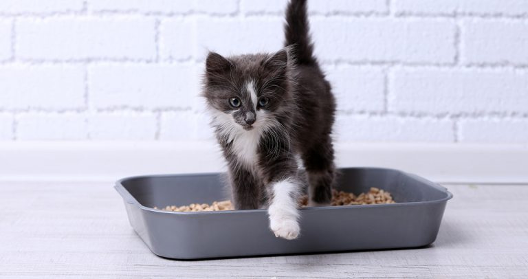 flushable cat litter
