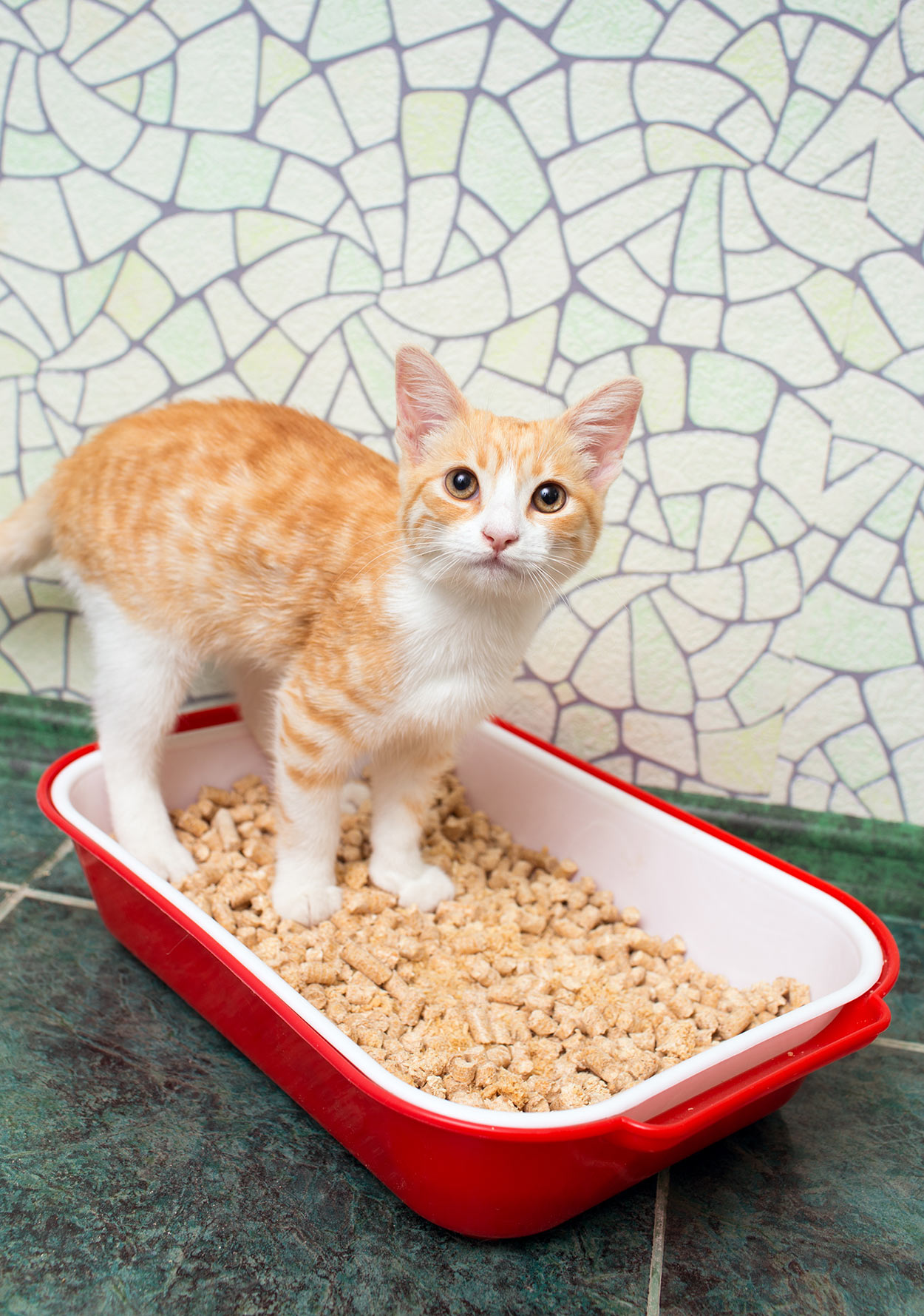 Understand The Background Of How To Make Clumping Cat Litter Now How