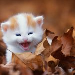 kitten development