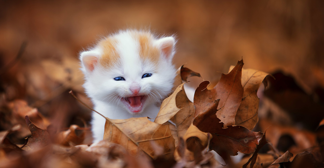 Kitten Development Chart