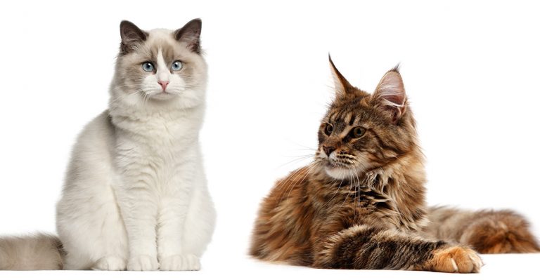 maine coon vs ragdoll