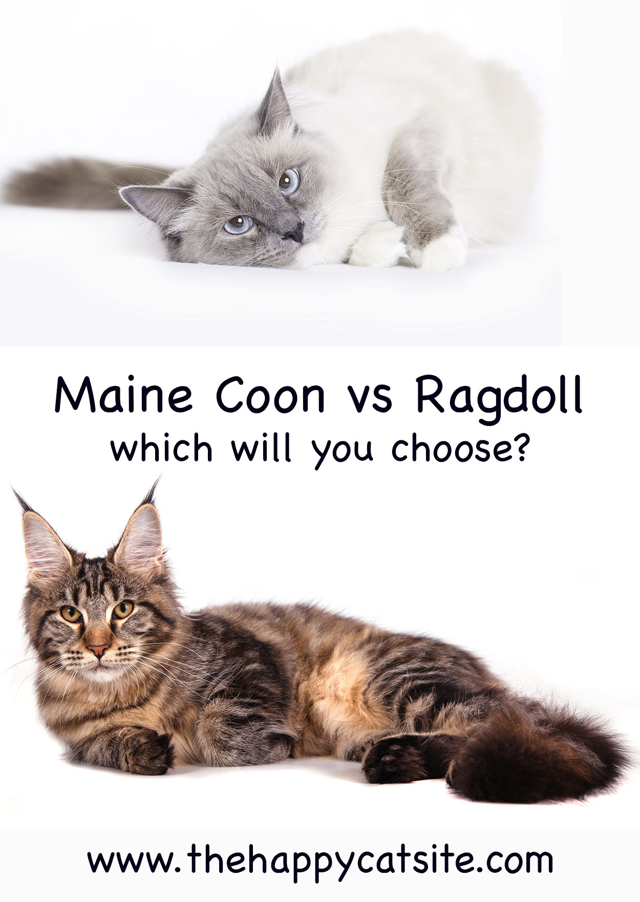 maine coon vs ragdoll