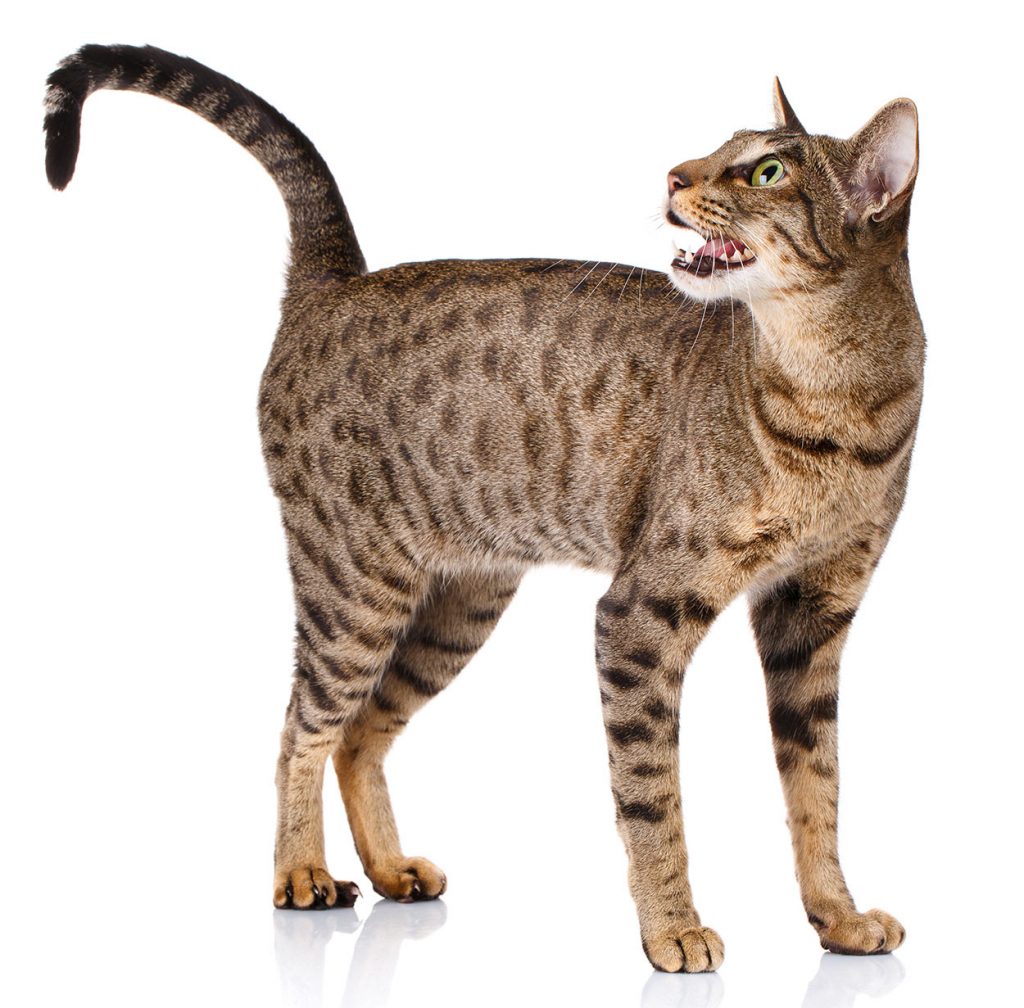 dog-like cat breeds - ocicat