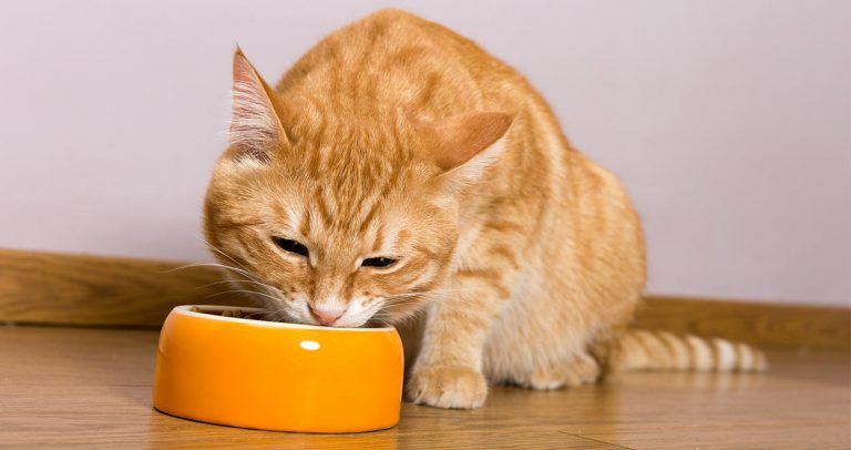 organic cat food