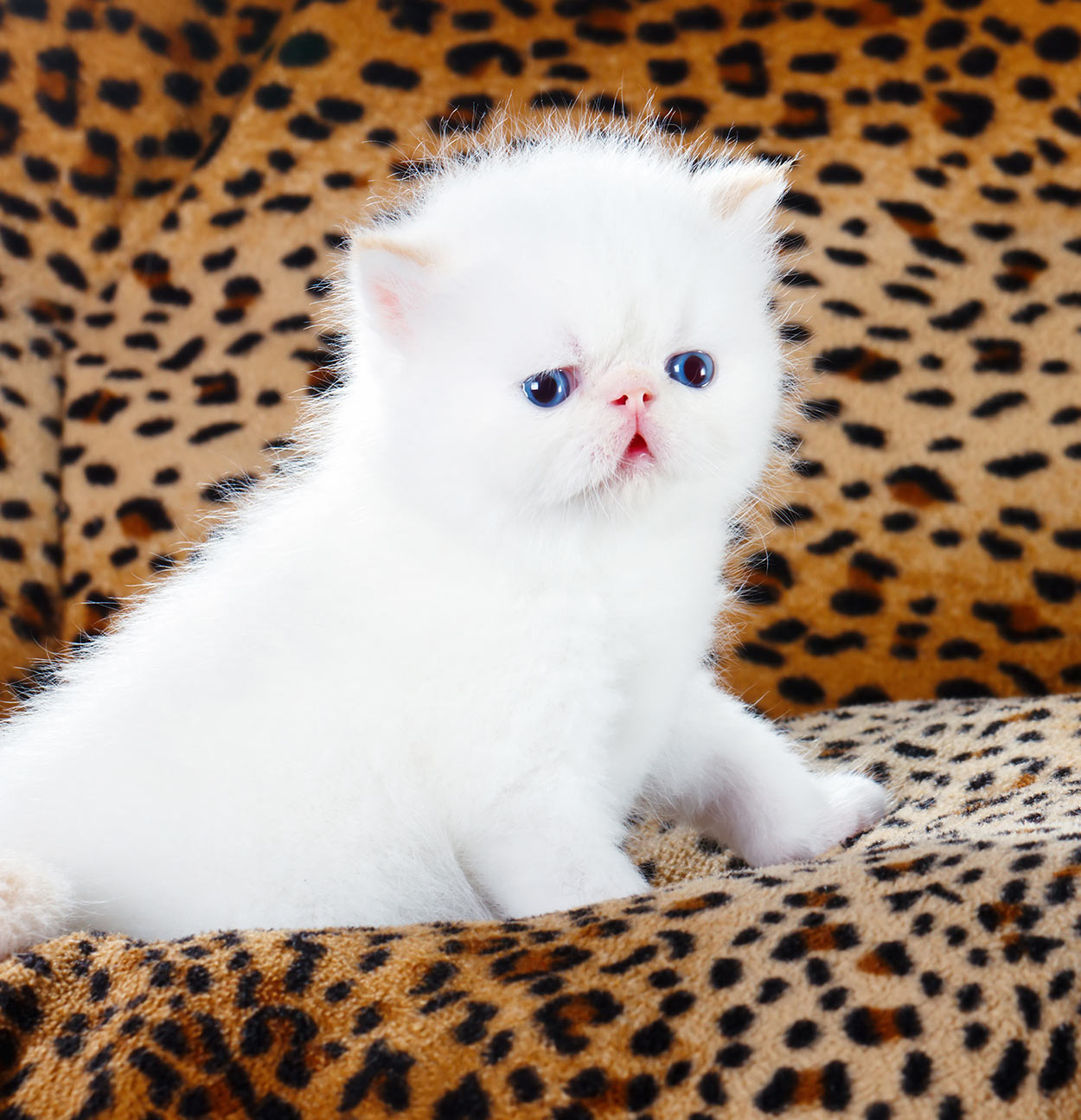 Persian Cat Names Over 200 Gorgeous Ideas