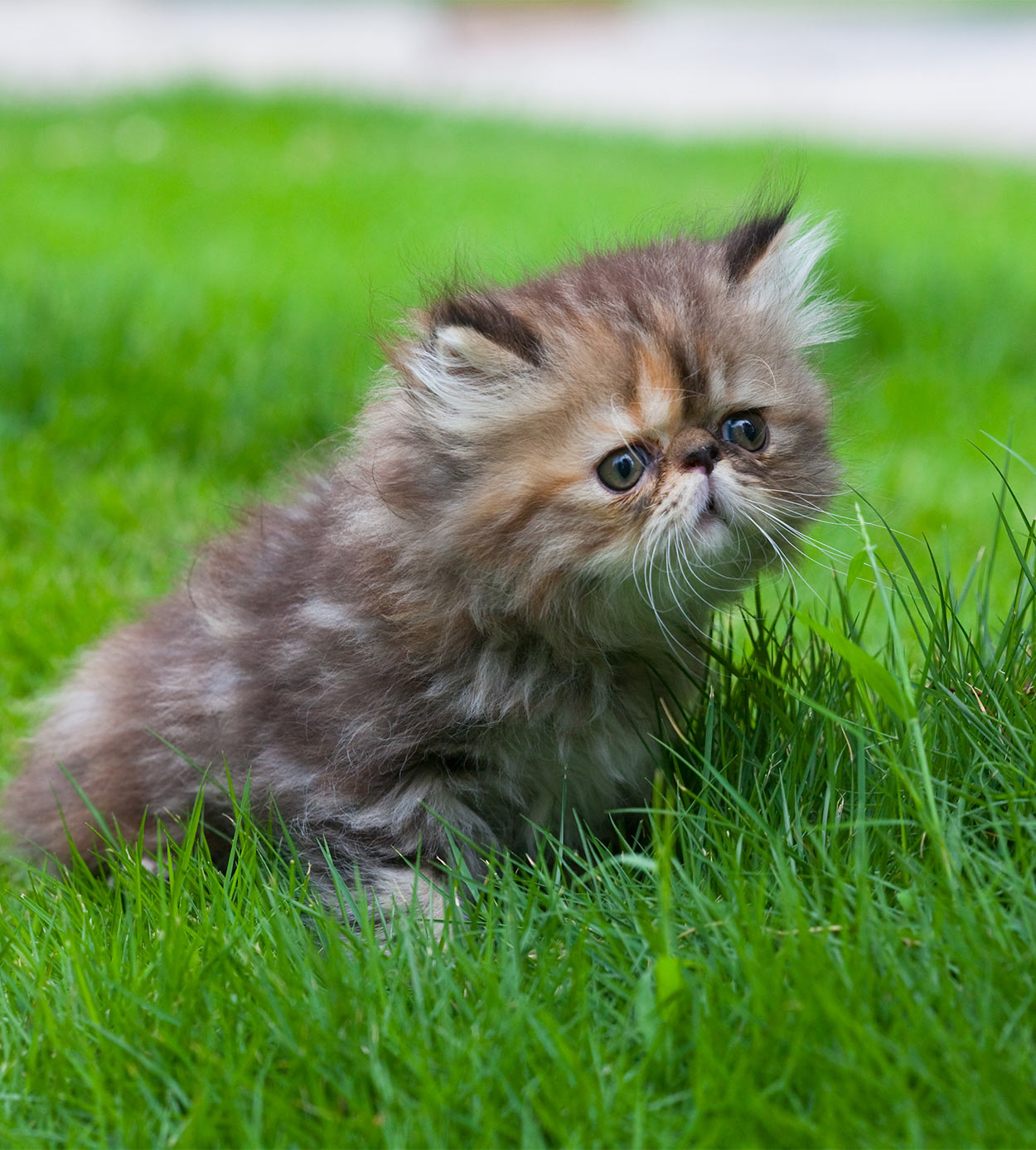  Persian Cat  Names Over 200 Gorgeous Ideas 