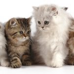 persian kittens