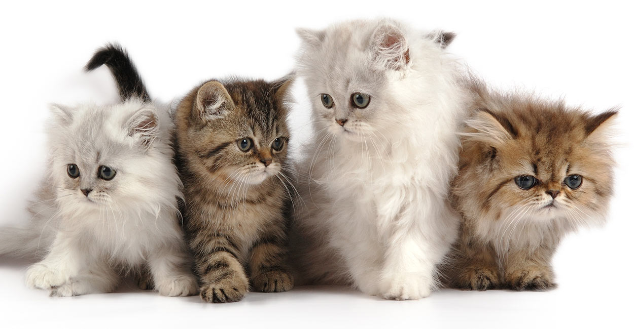 Persian Cat Names - Over 200 Gorgeous Ideas!