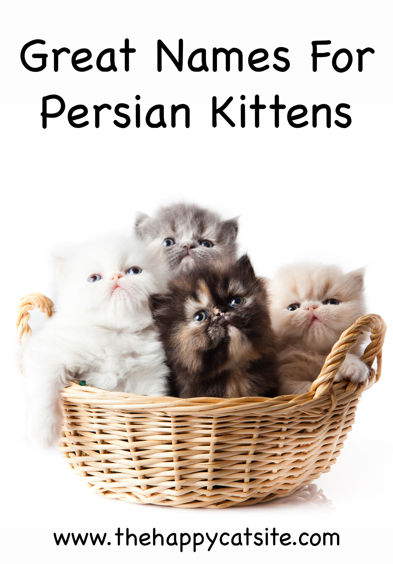persian cat names