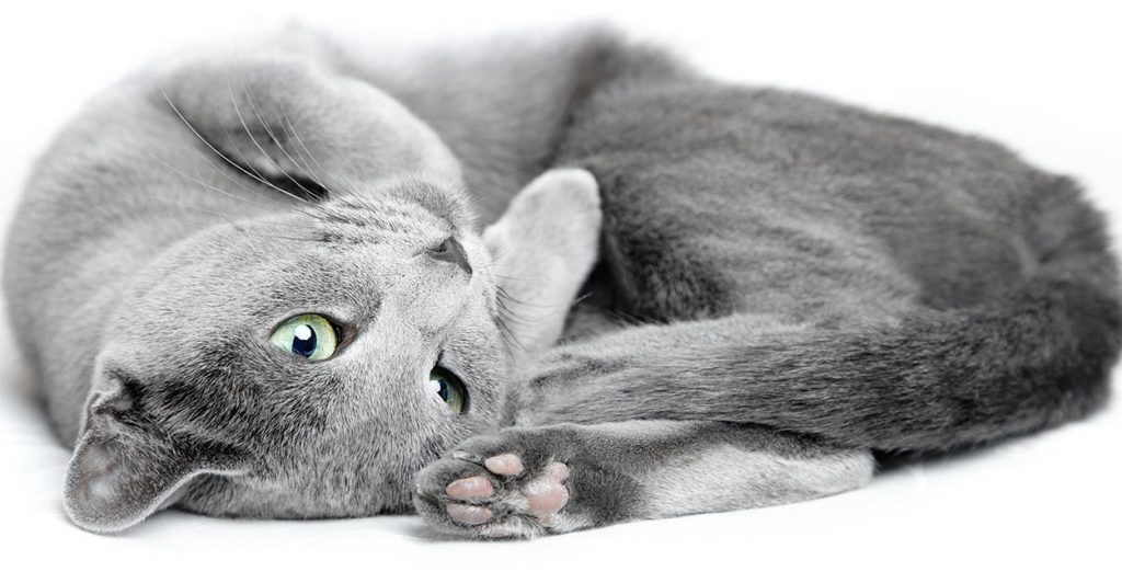 Russian Blue Cat Food
