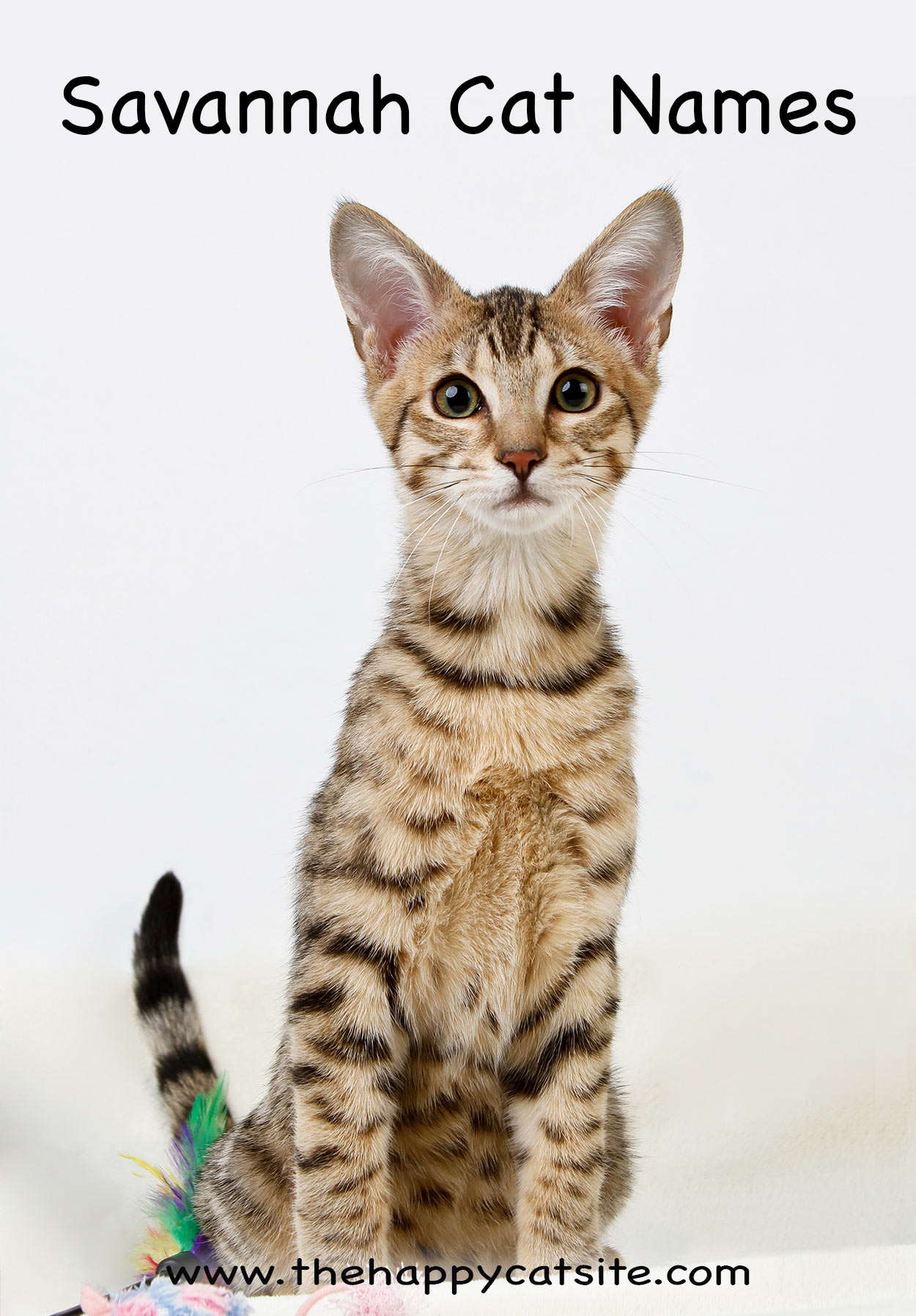 savannah cat names