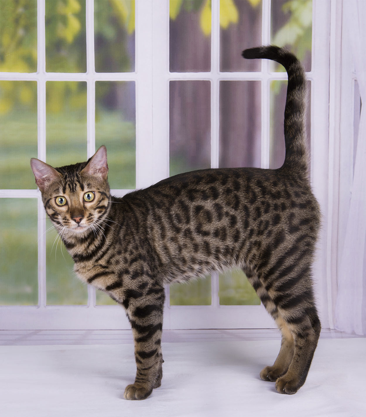 savannah cat names