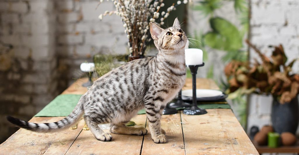 savannah cat names