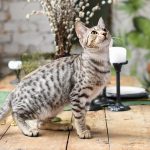 savannah cat names