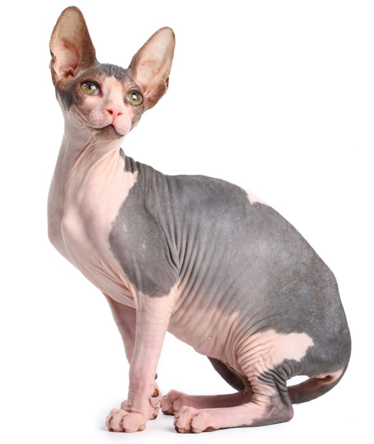 Sphynx Cat Names