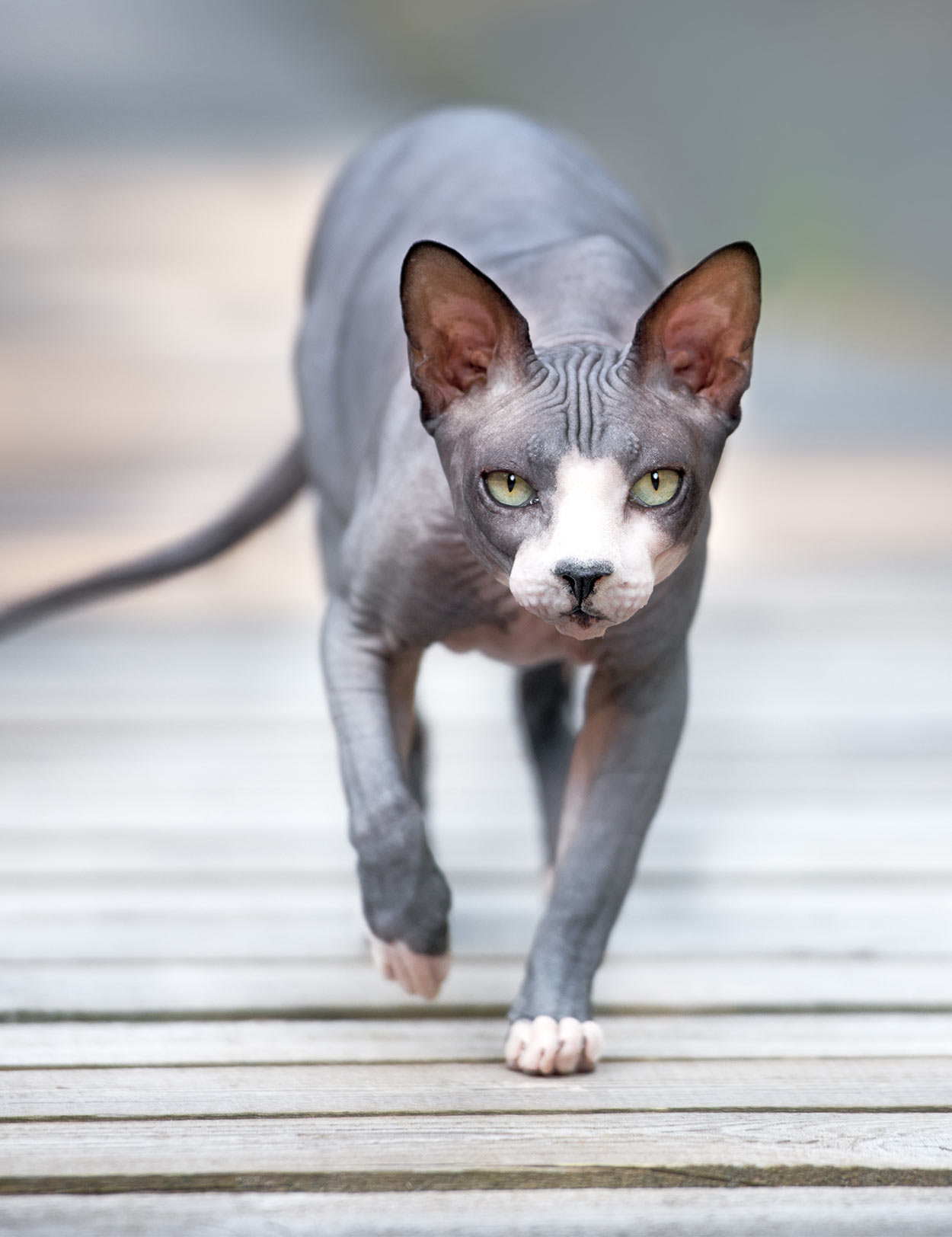 30 Egyptian Cat Names For Sphynx Cats We Re All About Cats