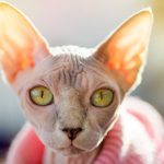 sphynx cat names