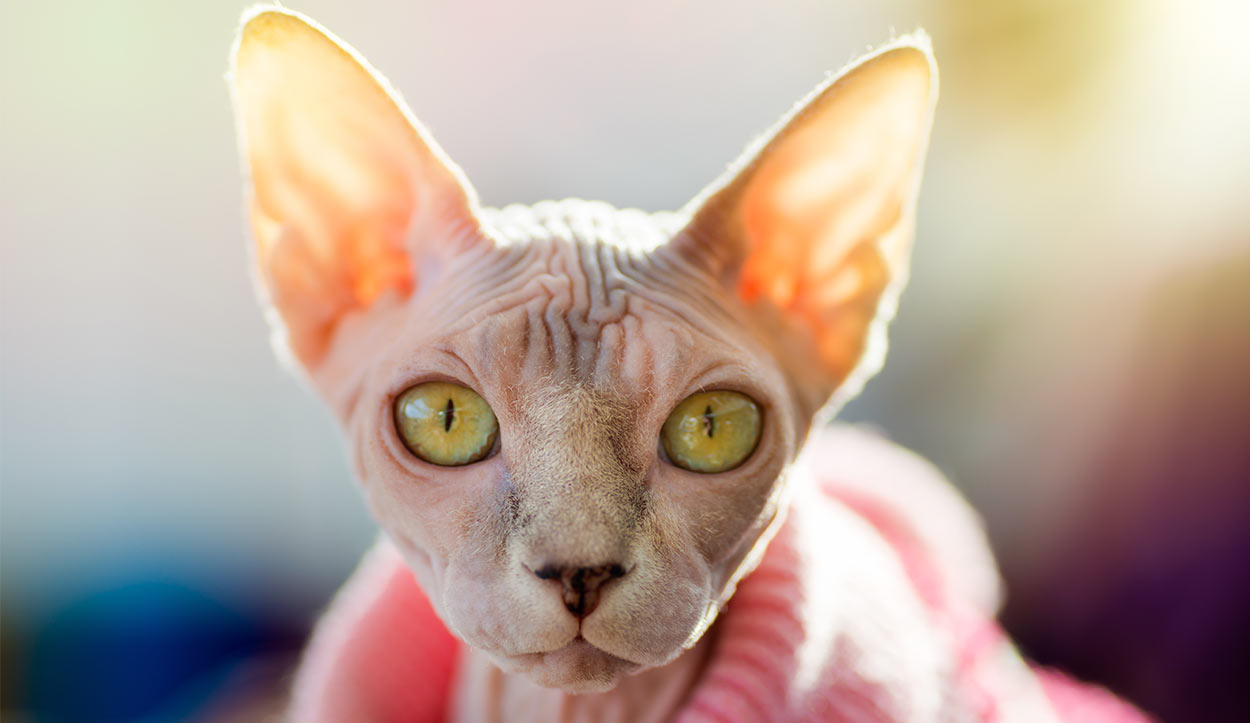 sphynx cat names