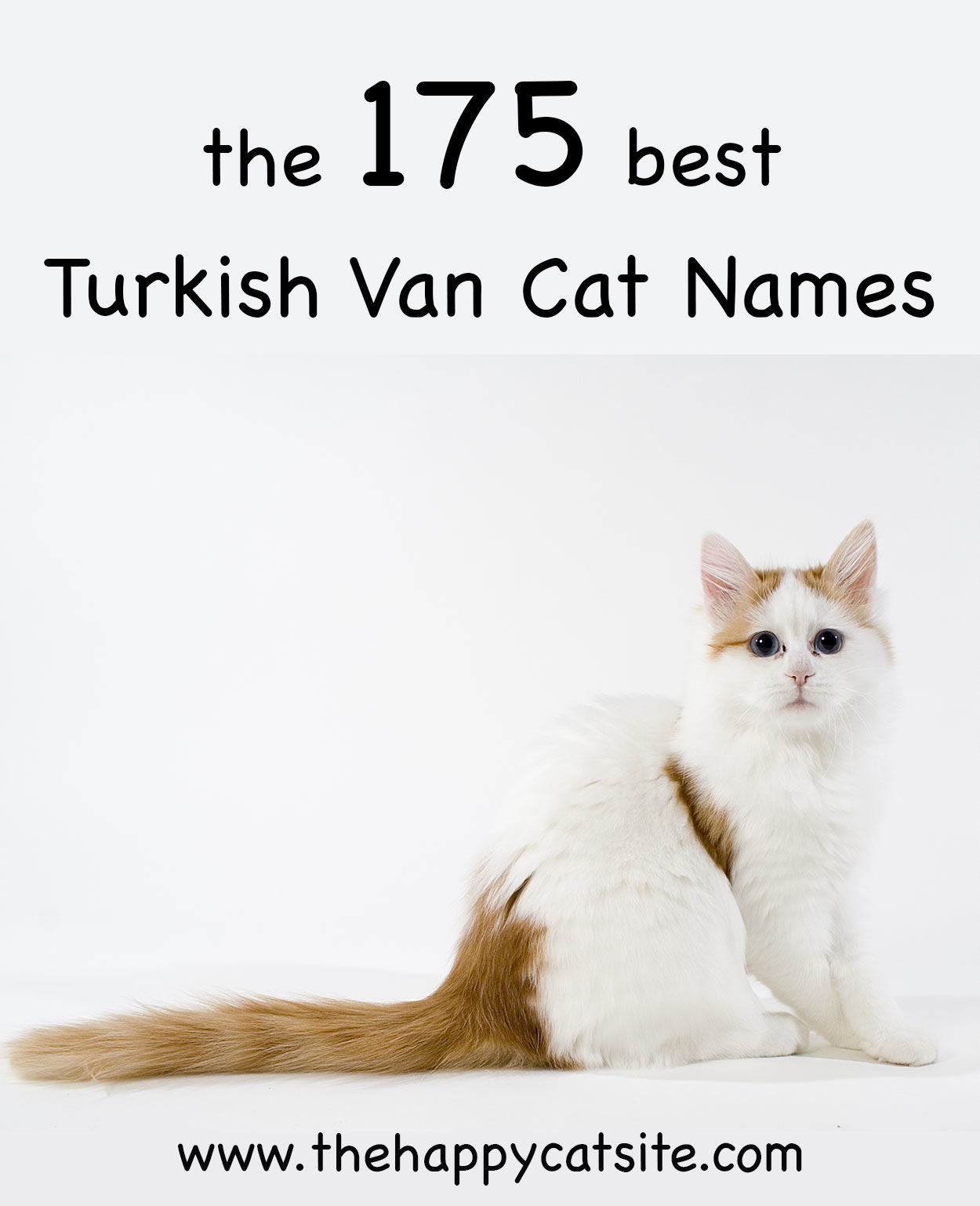 turkish van cat names