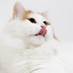 turkish van cat names