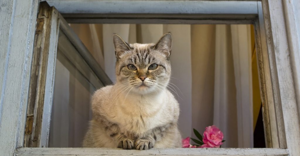 Why Does My Cat Stare At Me?