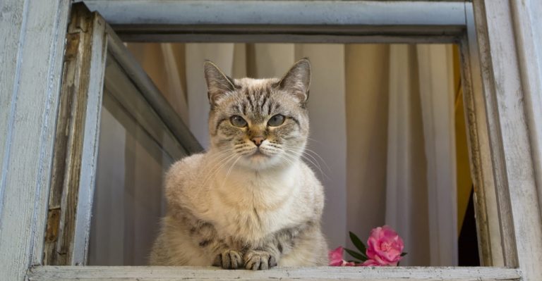 why does my cat stare at me