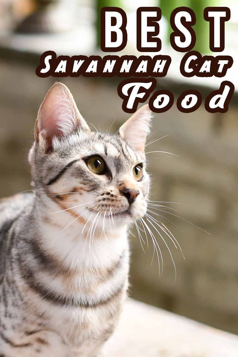 Best Savannah Cat Food - Finding the best food for your cat from TheHappyCatSite.com