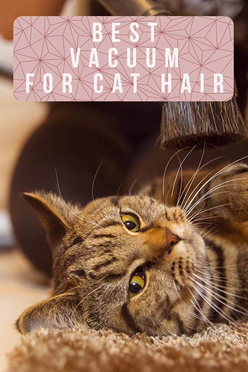 Best Vacuum For Cat Hair 15 Specialist Super Tools Best Vacuum For Cat Hair 15 Specialist Super Tools