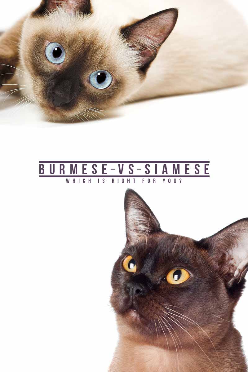 Burmese vs Siamese, which is right for you? - Cat breed reviews from TheHappyCatSite.com